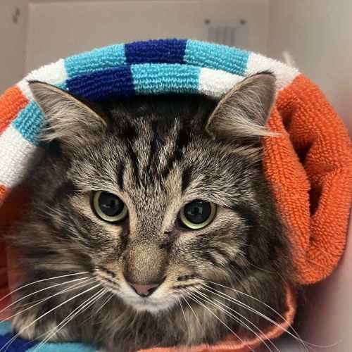 Burrito  - Domestic Medium Hair Cat