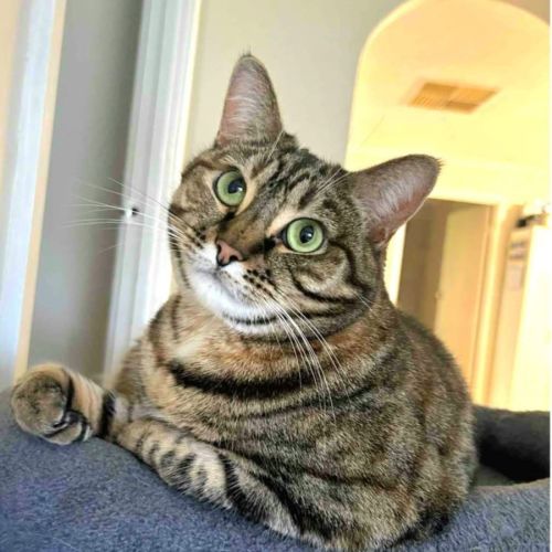 Sasha - Domestic Short Hair Cat