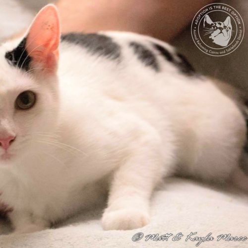 Tori - Domestic Short Hair Cat