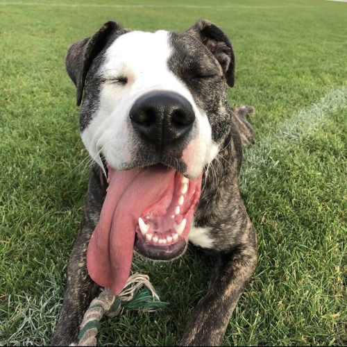 Oliver - Bull Arab Dog
