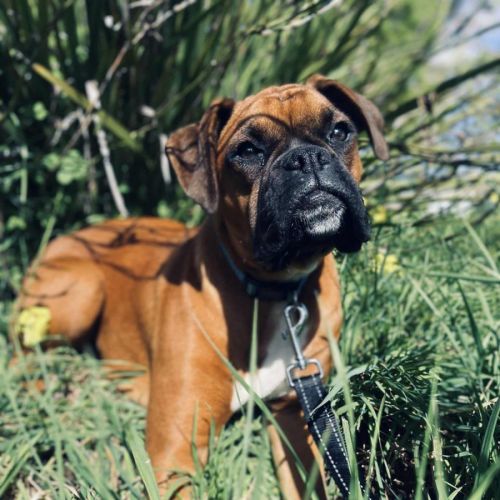 Bindi - Boxer Dog