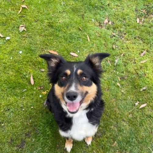 Ruby - Border Collie Dog