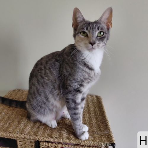 Holly - Domestic Short Hair (DSH) Cat