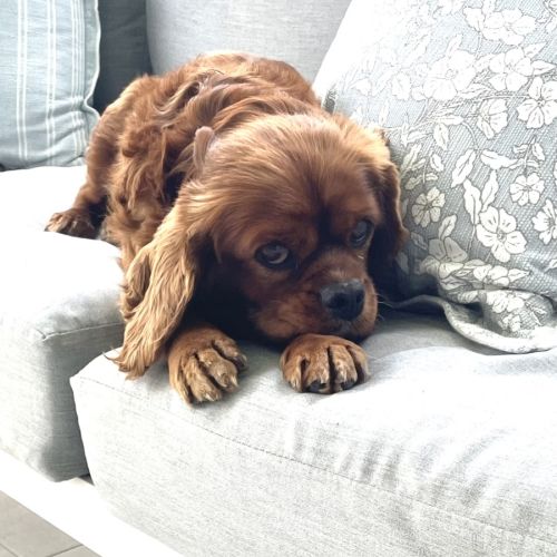 Lilly  - King Charles Spaniel Dog