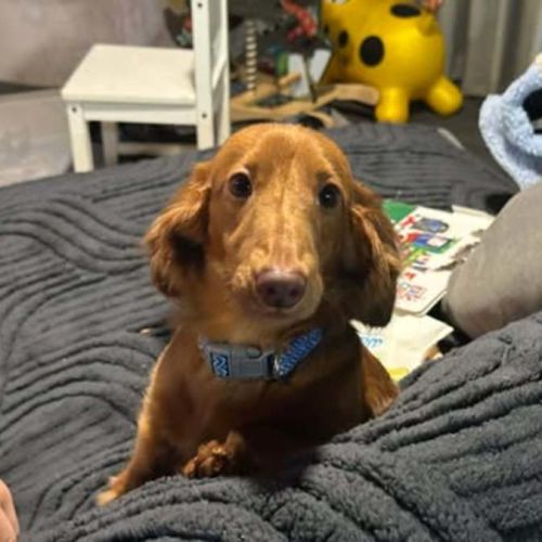 Rookie - Dachshund (Miniature Long Haired) Dog