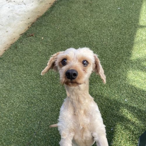 Ollie - Cavoodle Dog