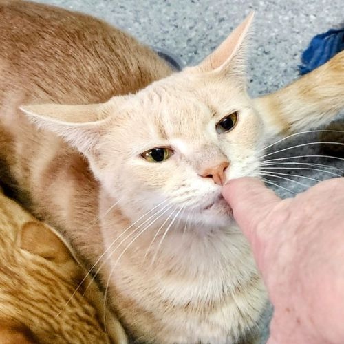 Ren - Domestic Short Hair (DSH) Cat