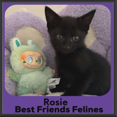 Rosie - Domestic Short Hair (DSH) Cat