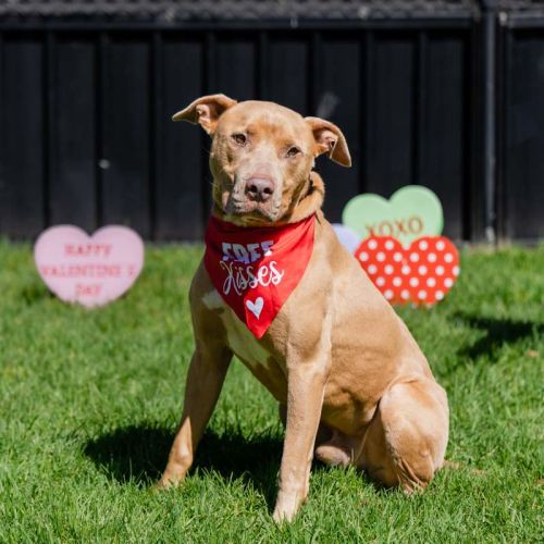 Moss - American Staffordshire Terrier Dog