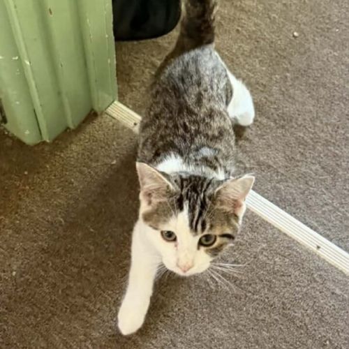Smudge - Domestic Short Hair (DSH) Cat