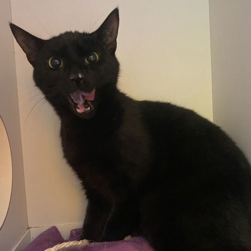 Jett - Domestic Short Hair Cat