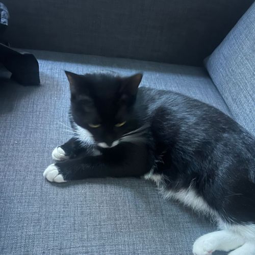 Bissy - Domestic Short Hair (DSH) Cat