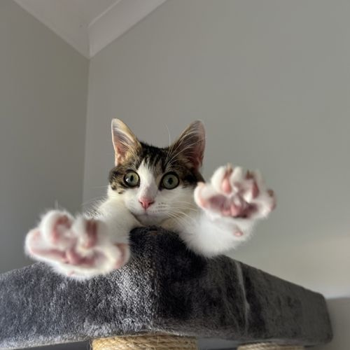 Smidge - Dmh Cat