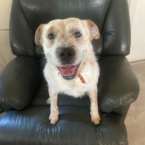 Bindi - Australian Cattle Dog