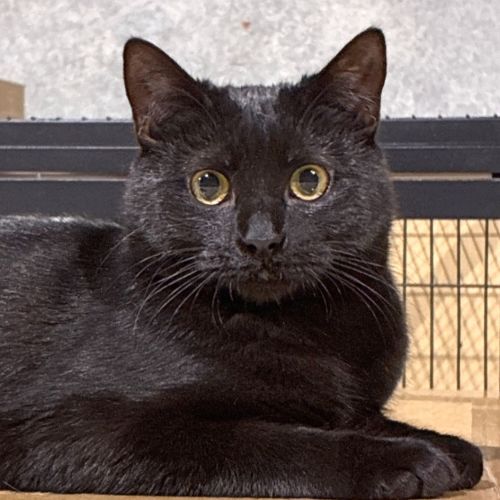 Teena - Domestic Short Hair (DSH) Cat