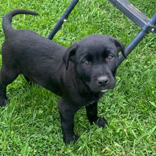 Puppy 8 - Rottweiler x Labrador Retriever Dog