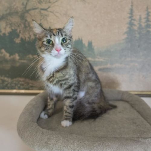 Galaxy  - Domestic Short Hair (DSH) Cat