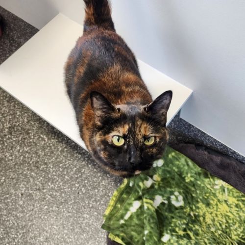 Lady Pashmina - Domestic Short Hair (DSH) Cat