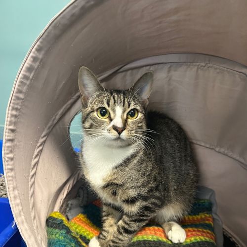 Bootessa - Domestic Short Hair (DSH) Cat