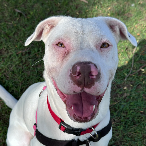 Nova - Bull Arab Dog