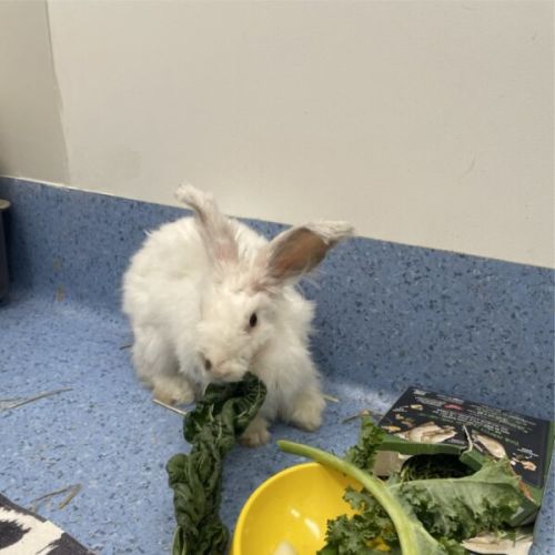Marshmallow - Angora Rabbit