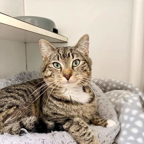 Lieutenant Dan - Domestic Short Hair (DSH) Cat