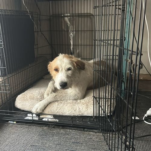 Penny - Irish Wolfhound Dog