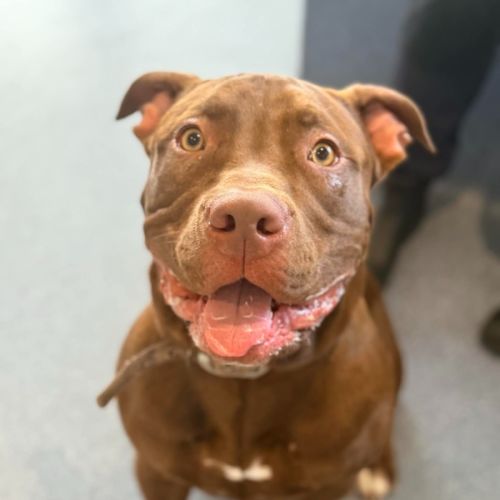 Pumba - American Staffordshire Terrier Dog