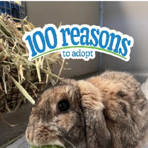 Sherlock - Lop Eared Rabbit