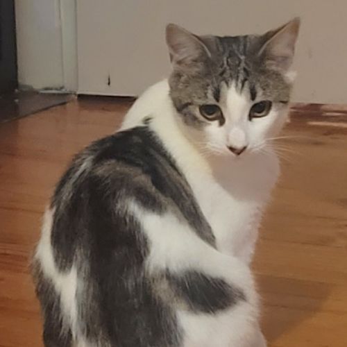 Lara - Domestic Short Hair (DSH) Cat
