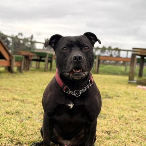 Rocky - American Staffy Mix Dog