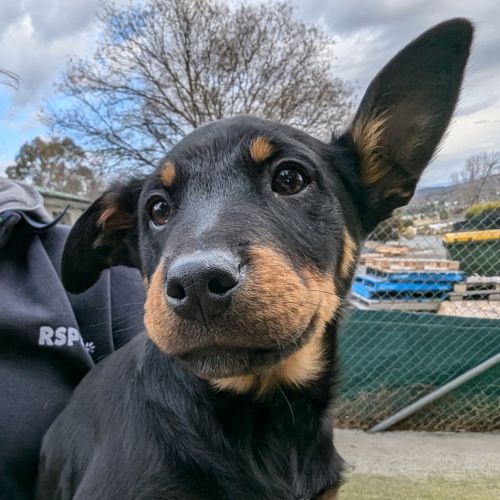 Maui - Poodle x Australian Cattledog