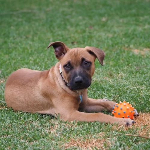 Elektra - Mixed breed Dog