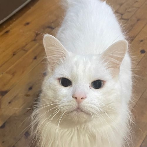 Princess - Domestic Medium Hair (DMH) Cat