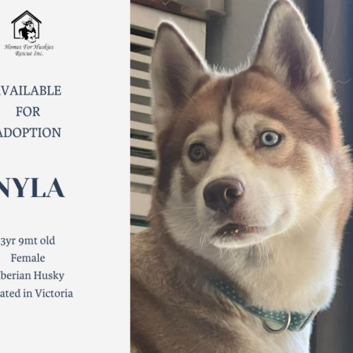 Nyla - Siberian Husky Dog