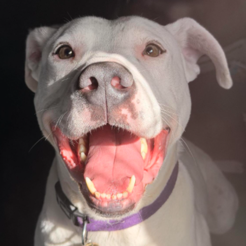 Benji - Great Dane Dog