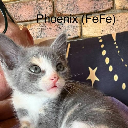 Phoenix - Domestic Short Hair (DSH) Cat