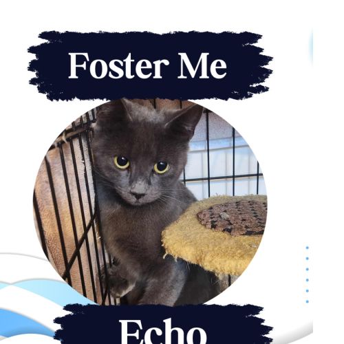 Echo - Domestic Short Hair (DSH) Cat