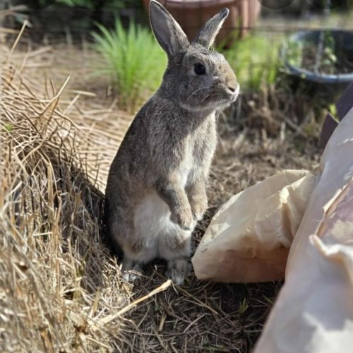 Zestful Wildy  - Domestic Rabbit
