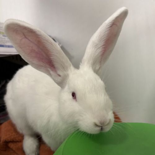 Jake - Domestic Short Hair Rabbit