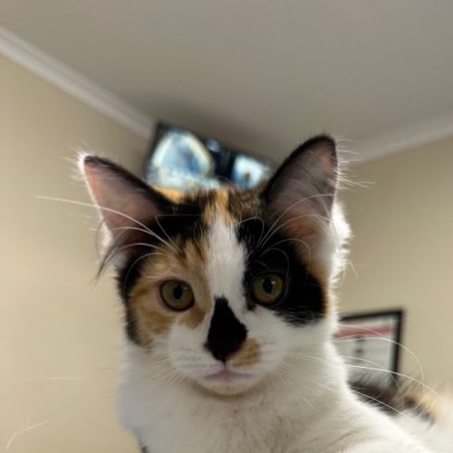 Eclipse - Domestic Medium Hair (DMH) Cat