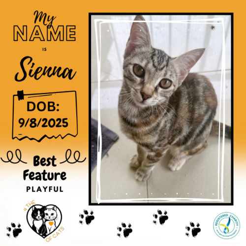 Sienna - Domestic Short Hair (DSH) Cat