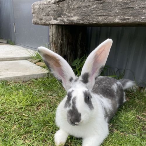 Lola bun - Flemish Giant Rabbit