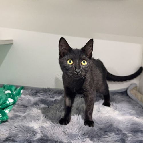 Athens - Domestic Short Hair (DSH) Cat