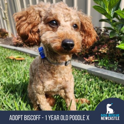 Biscoff - 1 Year Old Poodle X - Poodle Dog