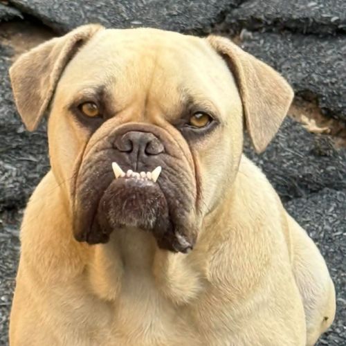 Milko - French Bulldog