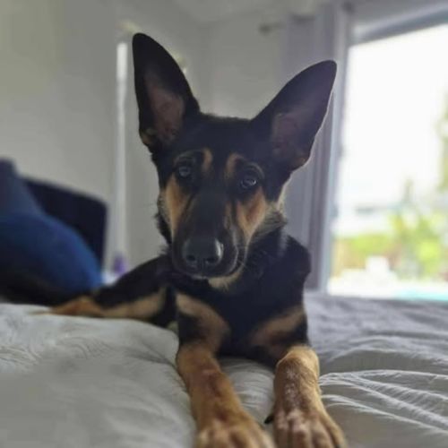 Luna - German Shepherd Dog x Australian Kelpie Dog