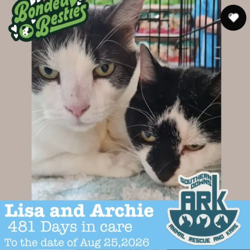 Archie & Lisa - Domestic Short Hair (DSH) Cat