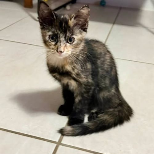 Summer - Domestic Short Hair (DSH) Cat