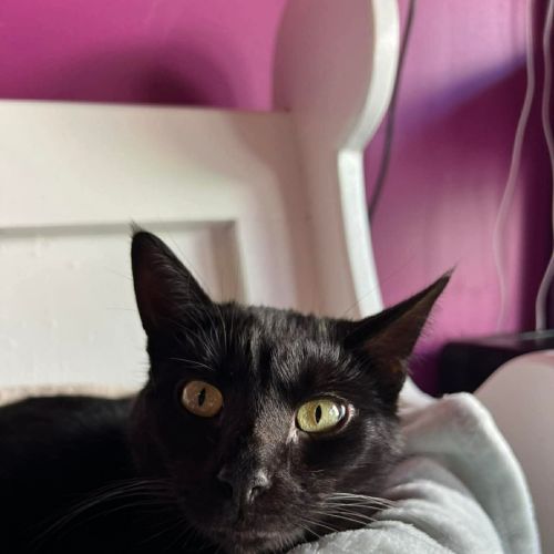 Gracie - Domestic Short Hair (DSH) Cat
